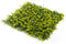 Yellow Buxus Green Wall 33 square foot UV Protected - Evallys.com # #