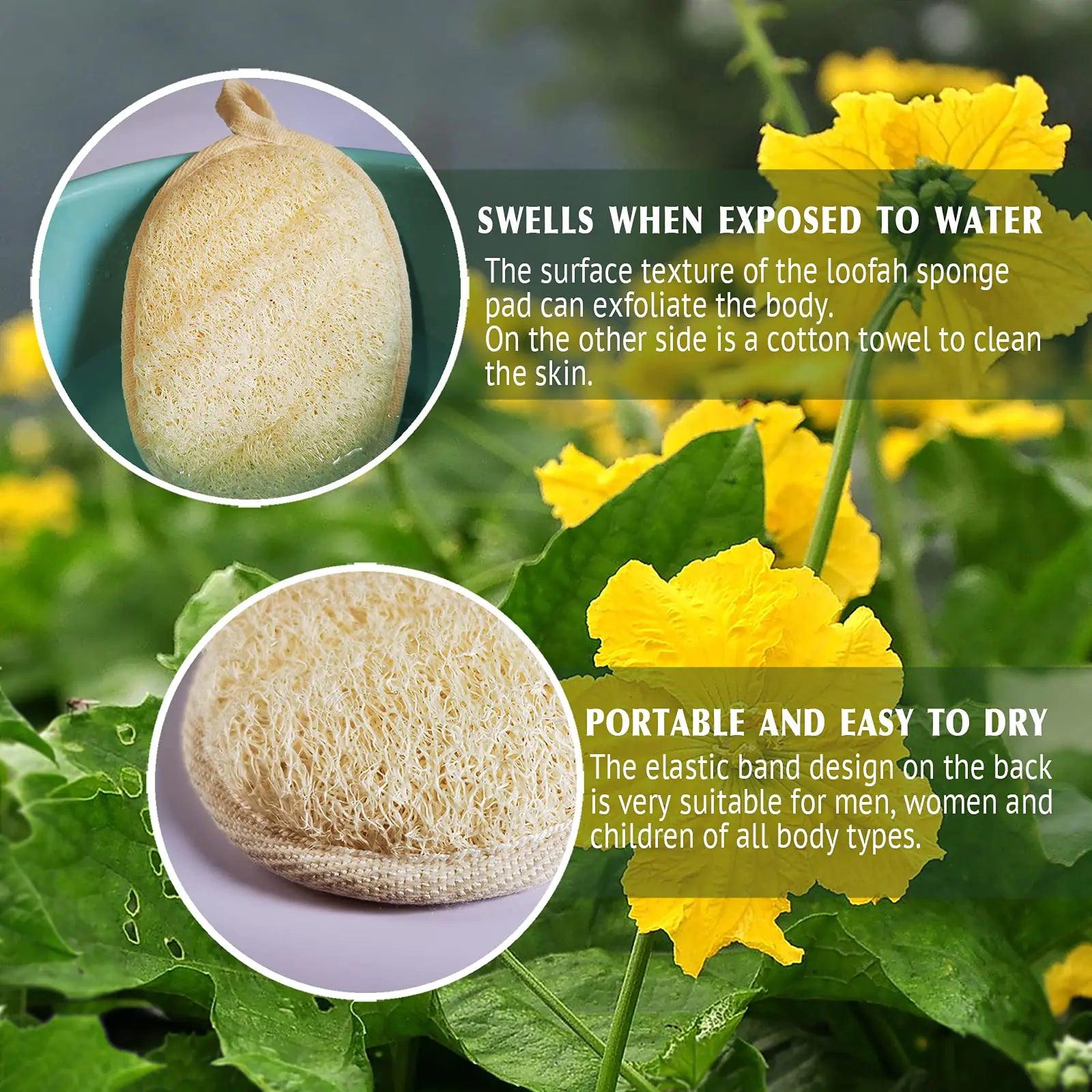 Natural Loofah Sponge Exfoliating Body Scrubber (2 Pack),Made with Eco-Friendly and Biodegradable Shower Luffa Sponge, Loofah for Women and Men, Beige 2 Count (Pack of 1) - Evallys.com # #